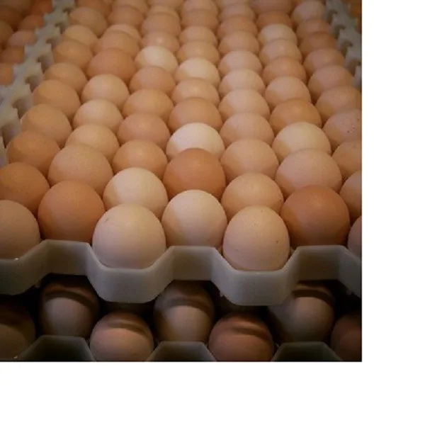 Best Quality Organic Fresh Chicken Table Eggs for Sale