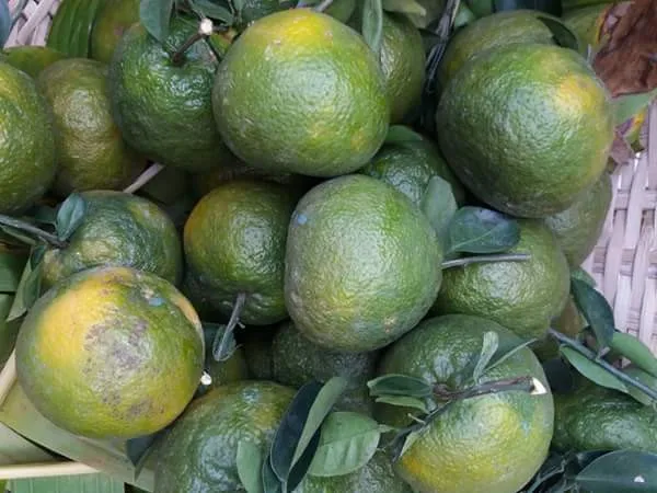 Премиум высокое качество чистое сельское хозяйство VietGAP привлекательные цены свежие фрукты апельсина из Вьетнама