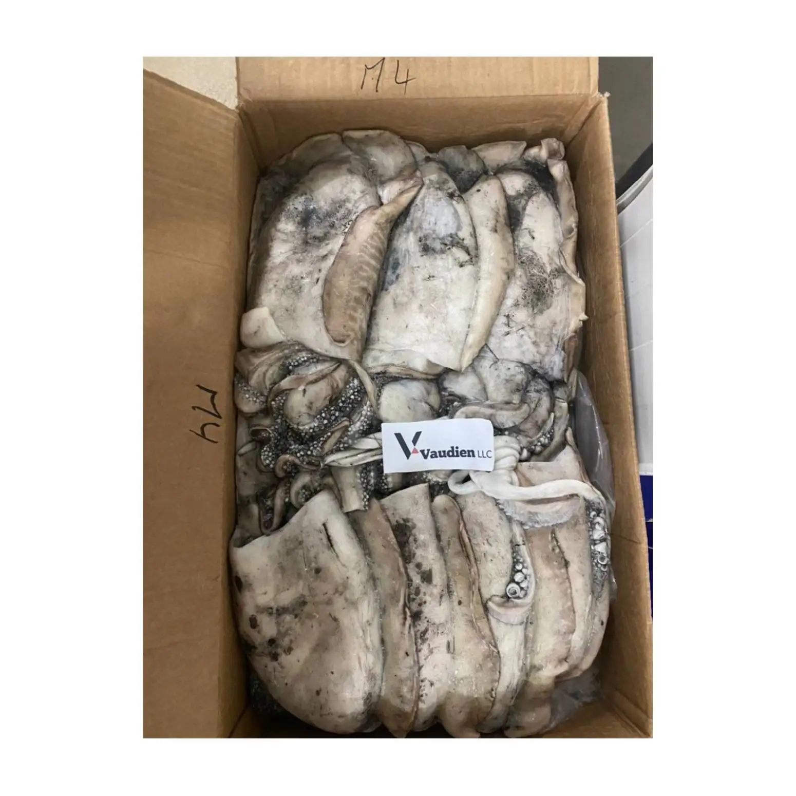 Great Health Beneficial Frozen Cuttlefish Export Great Bulk Pricing Morocco Sepiida Seiches