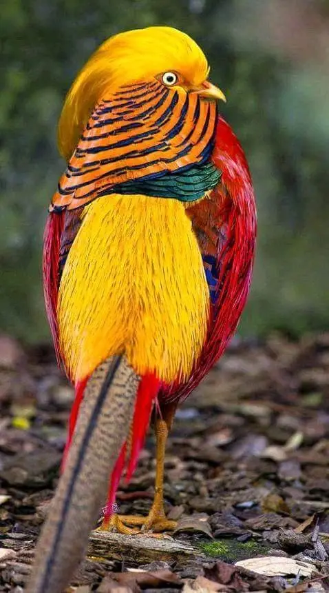 gold pheasant birds 00 1.jpg