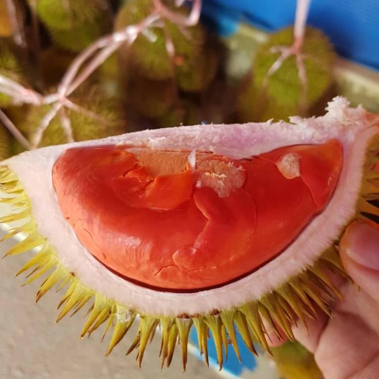 East Malaysia Fresh Red Wild Durian Dalit
