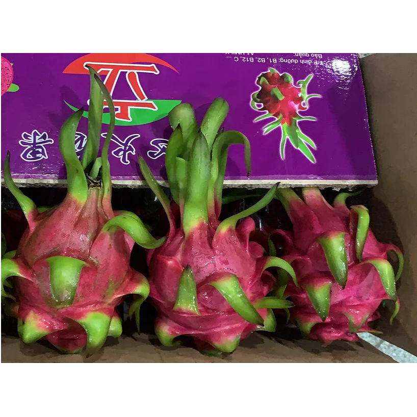 
Vietnamese 100% Fresh Dragon Fruit/ Good Red Dragon 
