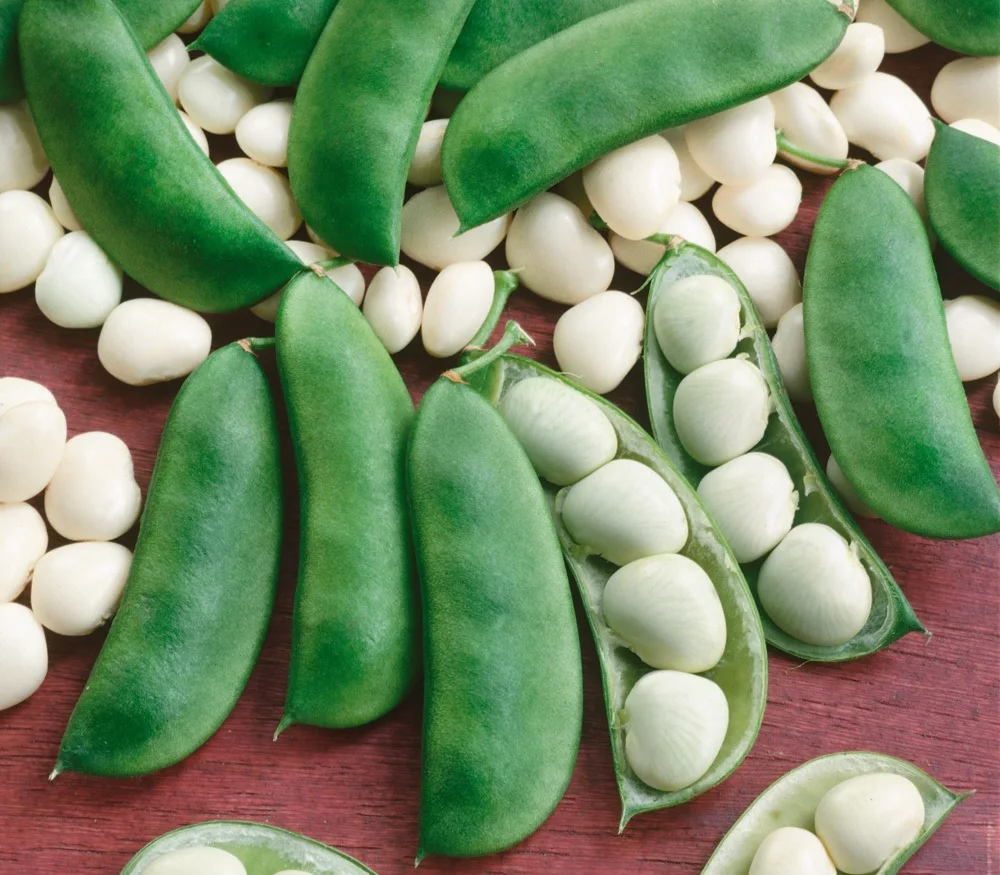 
Dried Butter Beans / Lima Beans 