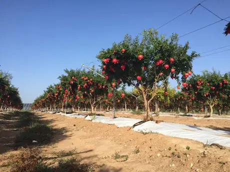 Fresh Red Sweet Pomegranate Organic Origin Tunisia to squeeze