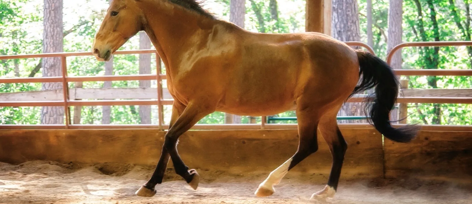 Horse2