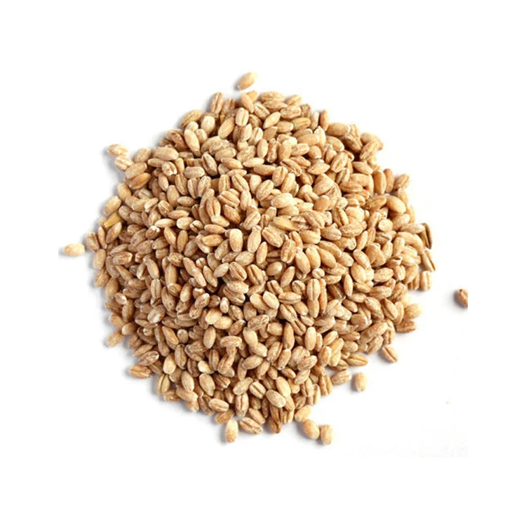 Top Listed Supplier Selling Luxury Quality Dried Barley Seeds at Best Competitive Price