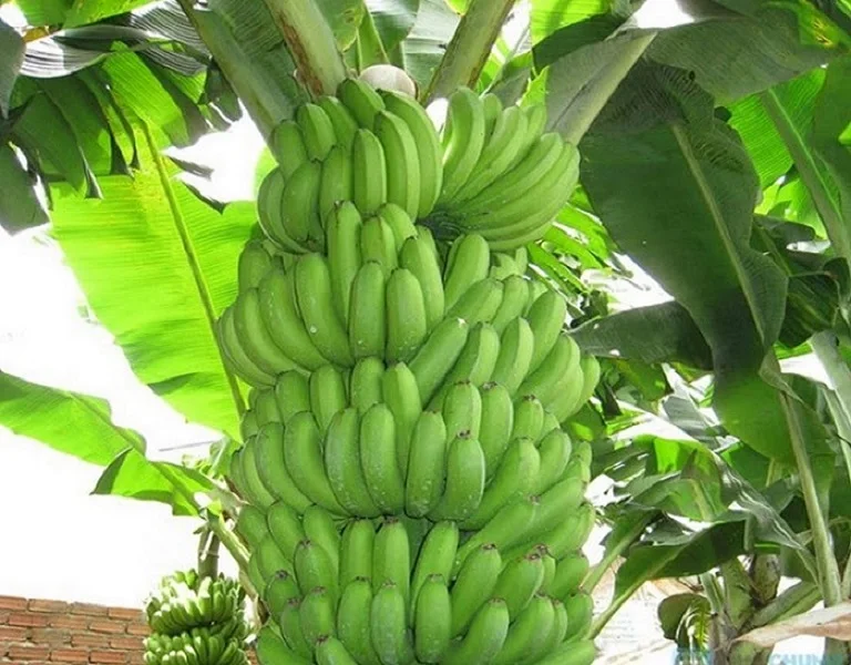 Вьетнамский зеленый банан Cavendish оптом- (Ms) KIO HUYNH + 84 34 375 8904