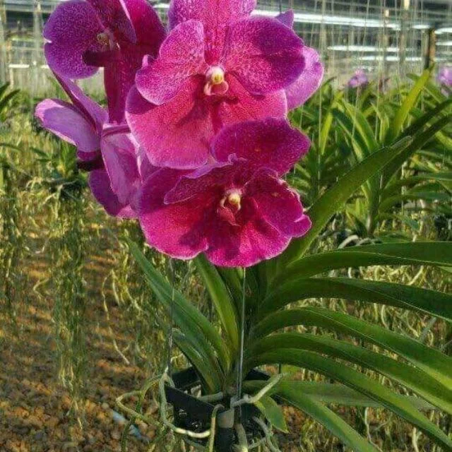 [BEST SELLER 2022] Fresh orchid flower with high quality and BEST PRICE FROM VIETNAM/ WHOLESALE 2022