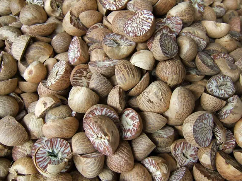 Hot sales for dried betel nuts for international market Ms Angela +84 896683264