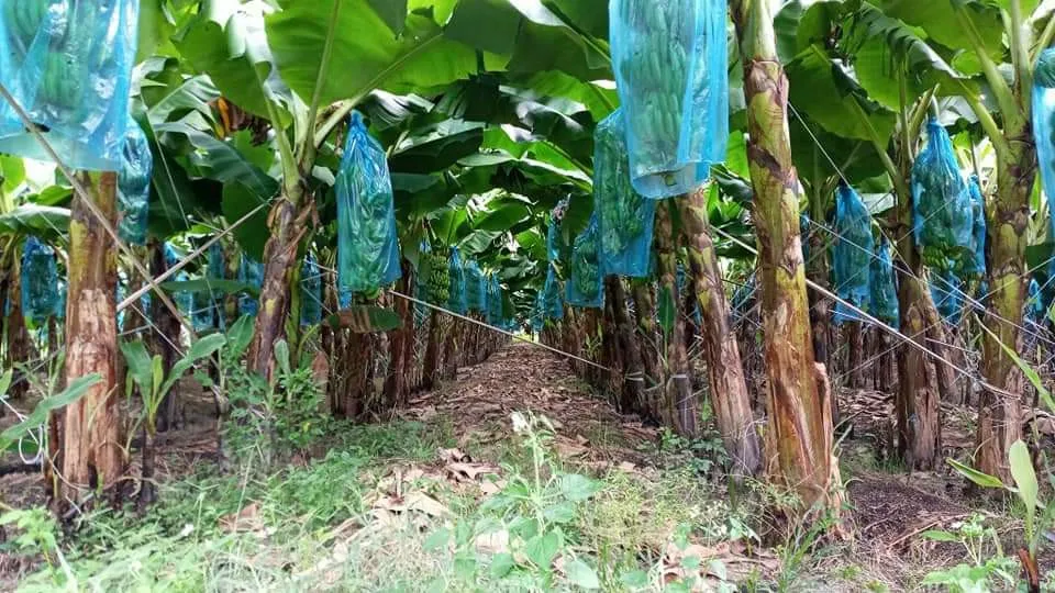 High Quality Fresh Fruits Banana (Cavendish) For Exporting/ Origin Vietnam Kotinochi Brand