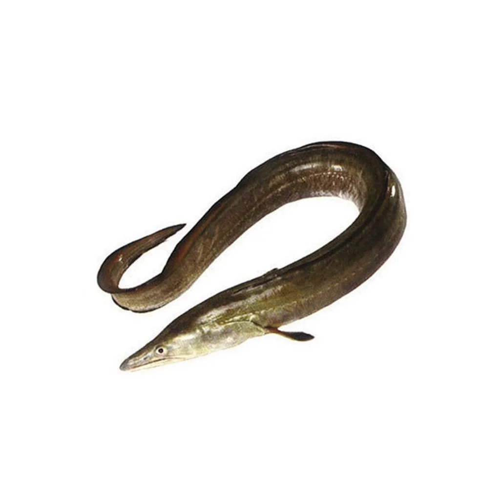 Wholesale Alive Fresh Frozen Eel Fish From Bangladesh Supplier