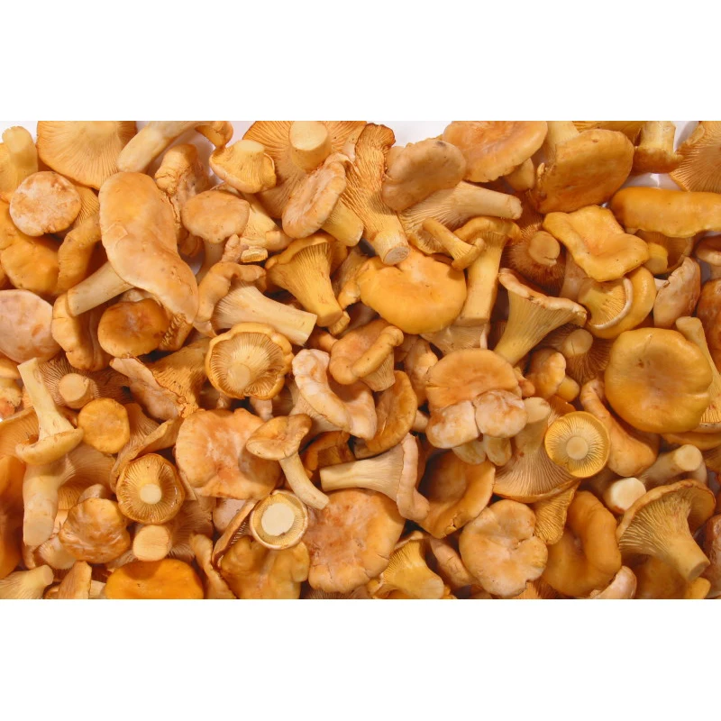 Eco-Friendly Bright Yellow-Orange Prepacking Chanterelles Fresh (Cantharellus Cibarius) Wild Mushrooms