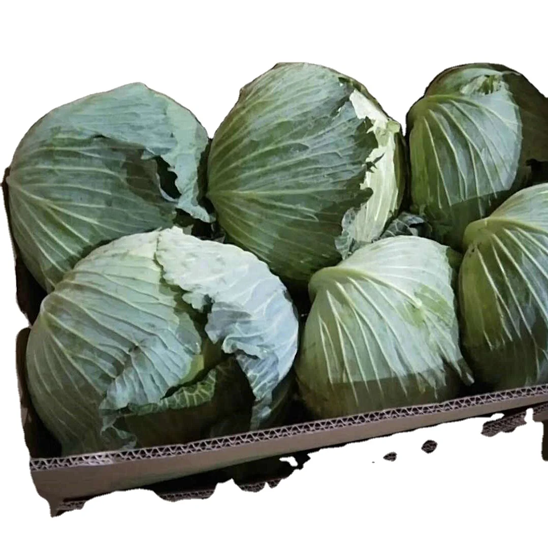 Cabbage with Fresh Green colour tasty sweetness with the natural aroma of cabbage is on sale now