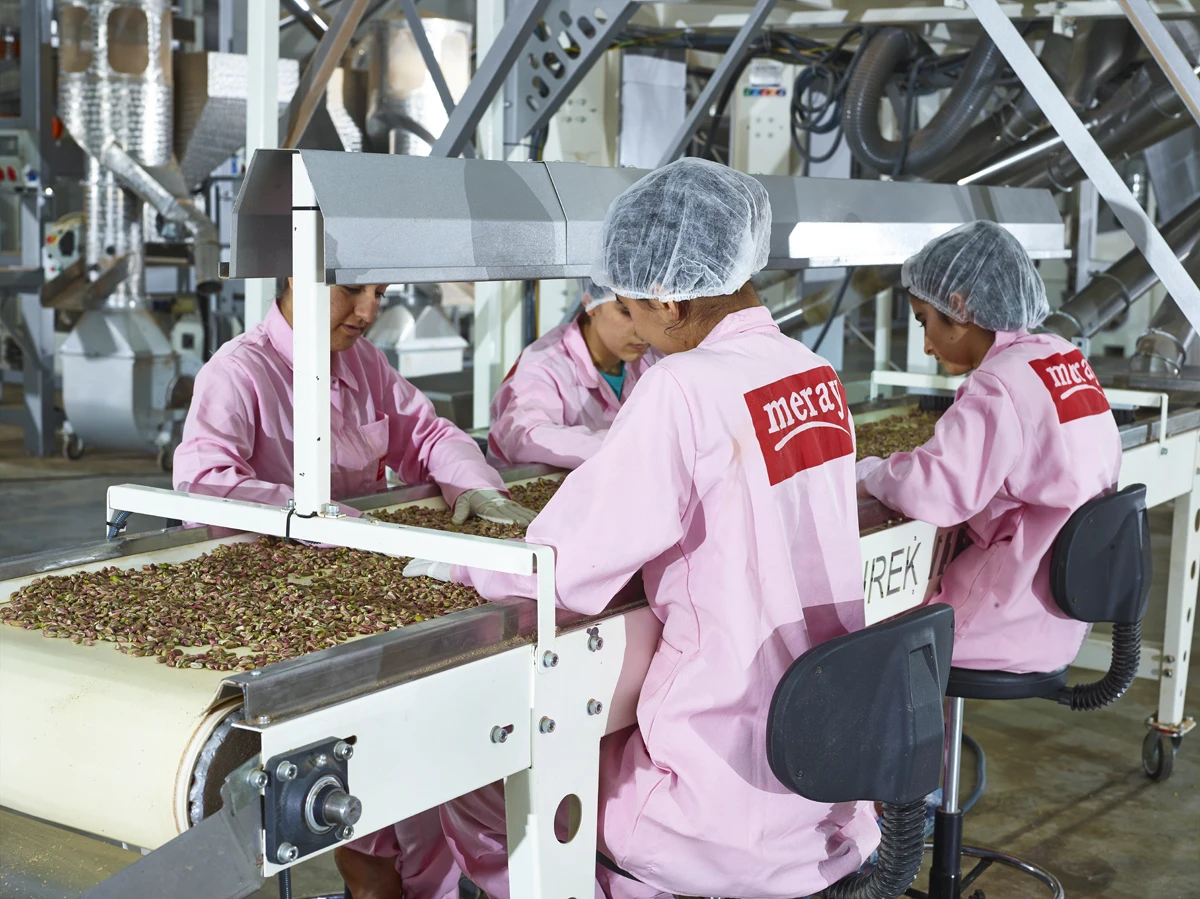 
Turkish Pistachio Kernel BOZ GRADE 1 