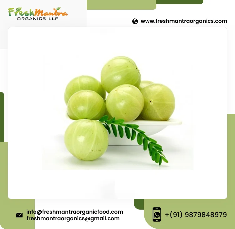 100% Natural Phyllanthus Emblica Pure Amla Powder for Medical and Beauty Benefits