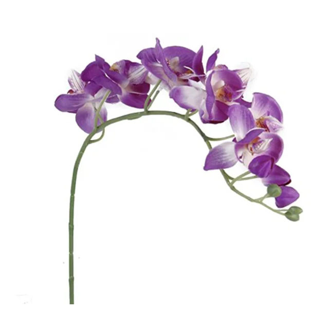 Свежие резные цветы Орхидея сония Дендробиум 500 стеблей/коробка фиолетовая