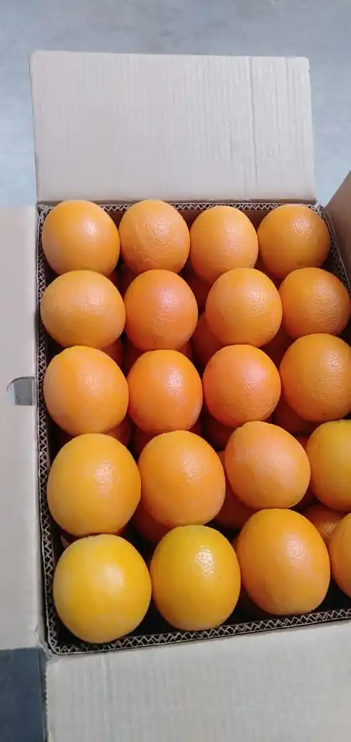 2022 Best Egyptian Fresh Orange Fruit Storage Packing