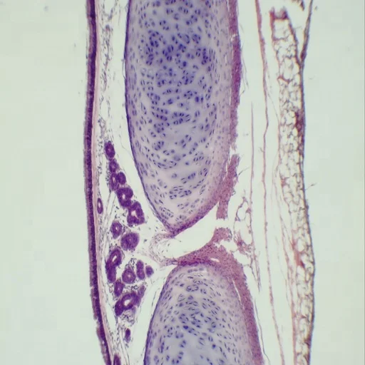 Histology Prepared Microscope Slides 100pcs Biological Animal Human Specimen Transparent Prepared Slides