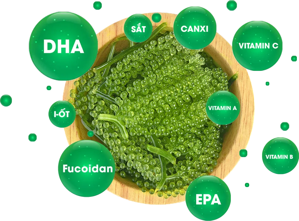  Лидер продаж морские чапсы/соленые водоросли/зеленая Икра мисс гризелда + 84 388 765 004 Whatsapp