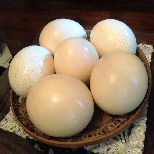 Fertile Ostrich Eggs For Sale From FRANCE