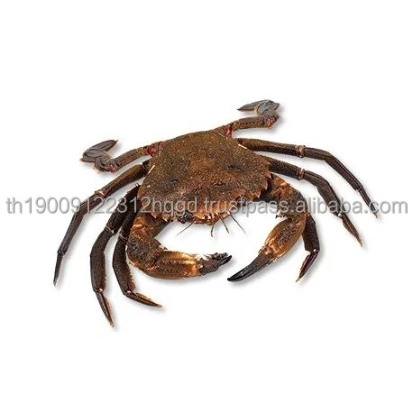 live-velvet-crabs.jpg