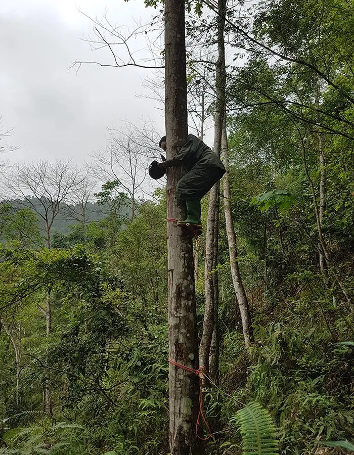 Идеальный материал для изготовления ароматизаторов ароматизатор-бензоиновая смола жвачка эфирное масло Ms. Люси + 84 929 397 651