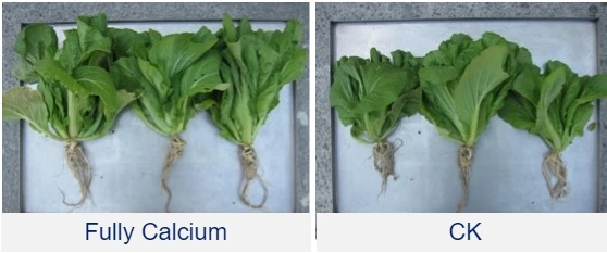 Жидкое удобрение для овощей и фруктов производства Тайвань с высоким содержанием азота кальция