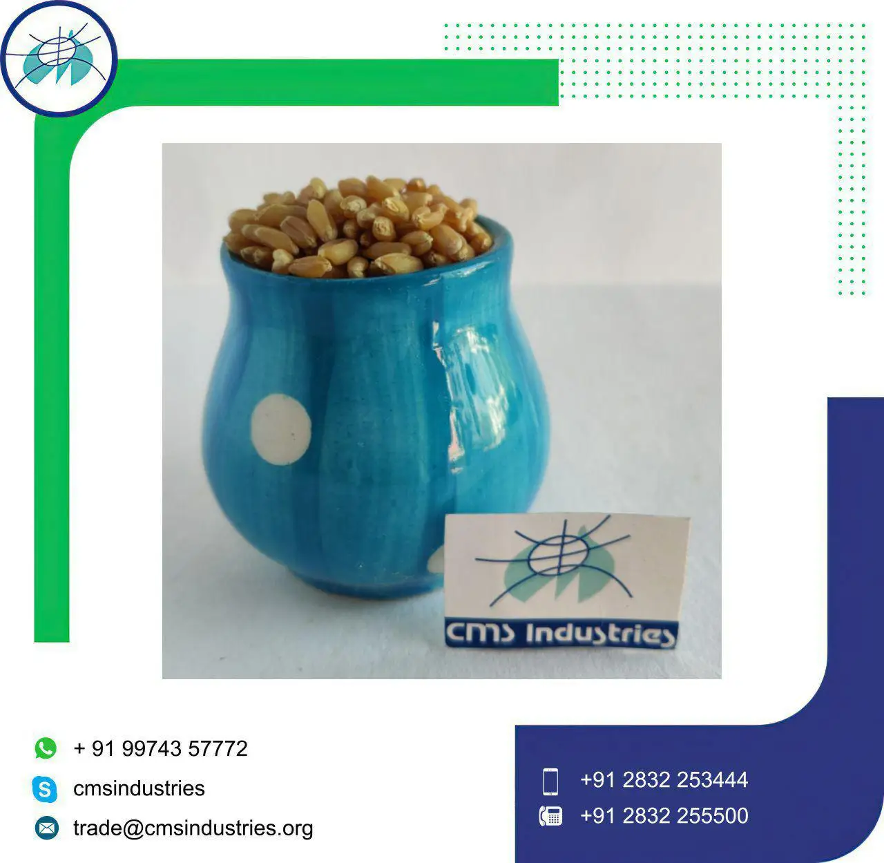 Гомогенная Пшеница локвана