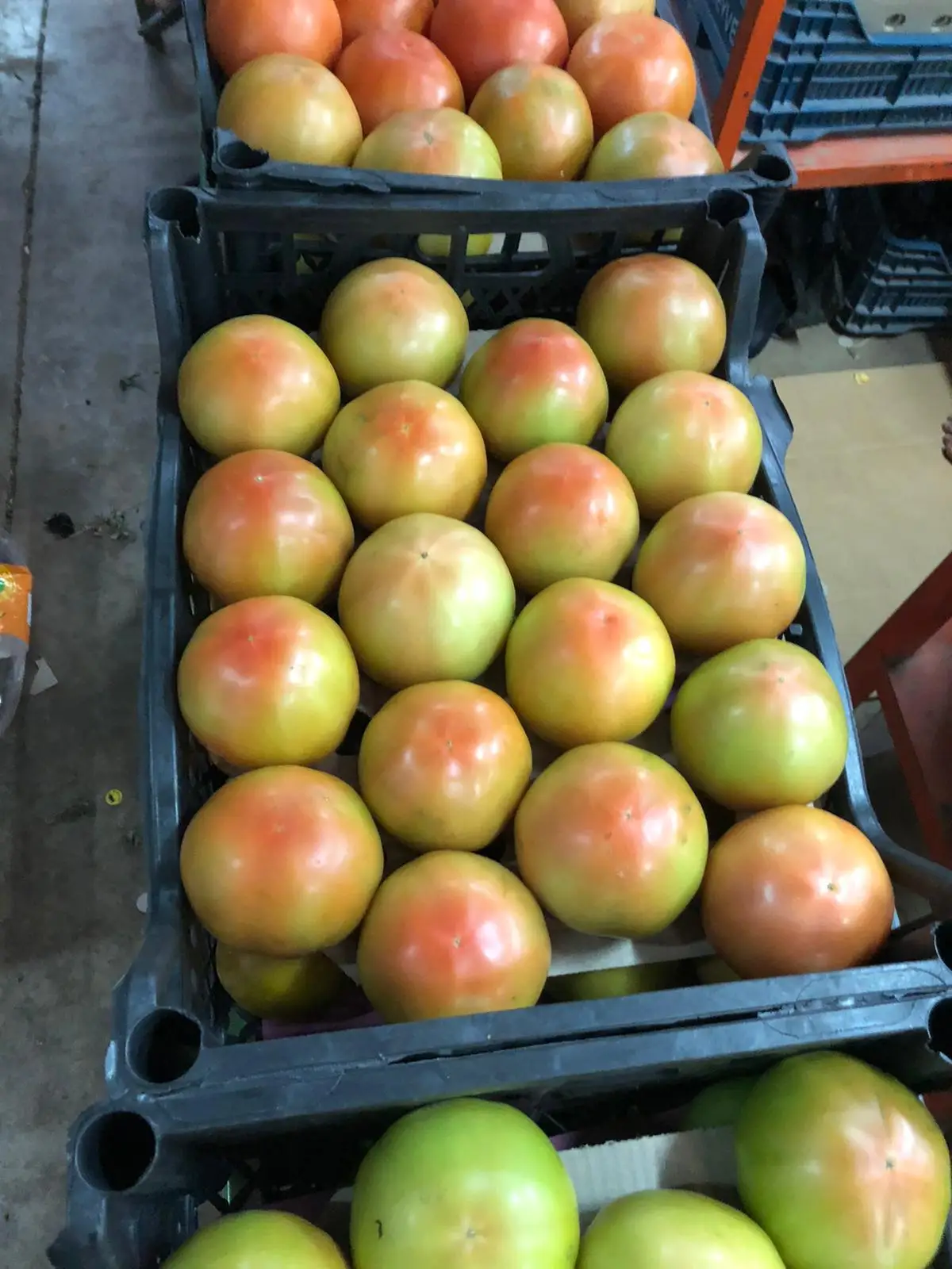 Durable Red Green Fresh Tomatoes Mature Tomato Best Quality For Wholesale Quick Response Good Price from TURKEY