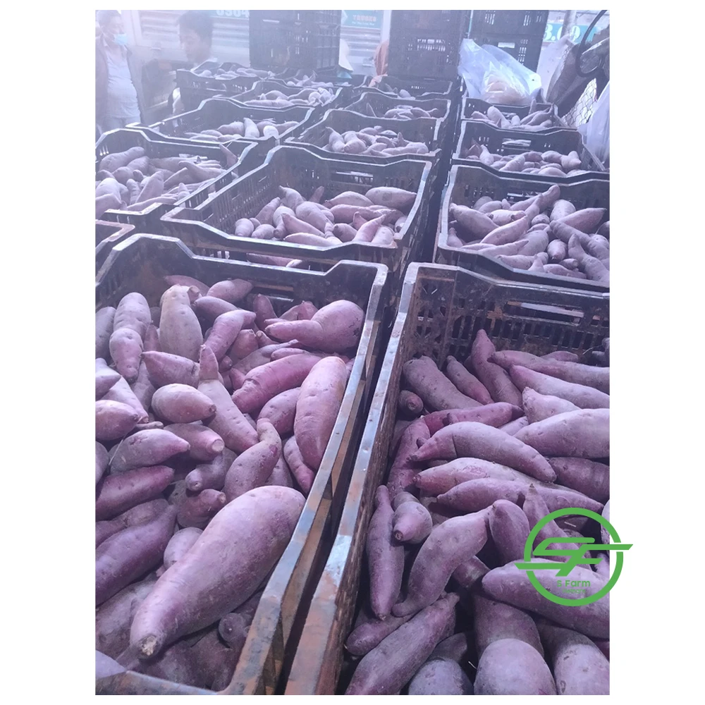 Высокое качество конкурентоспособная цена Фиолетовый Свежий сладкий картофель