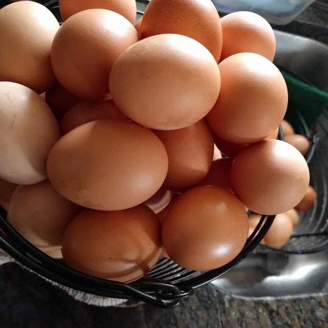 Chicken Egg/Fresh Chicken Table Eggs supplier from Ukraine