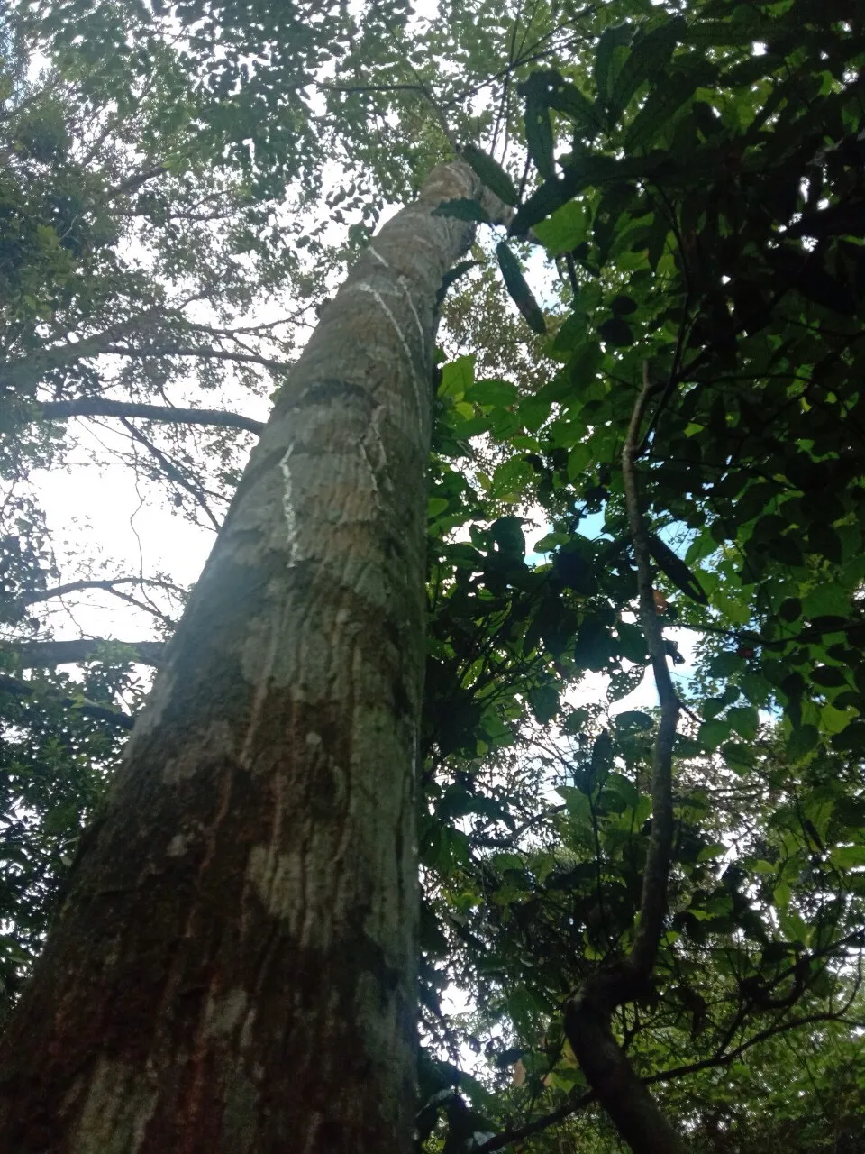 Высококачественное эфирное масло бензоина Сиам смолы/Стиракс бензоин лучший материал для ароматизаторов Ms. Люси + 84 929 397 651