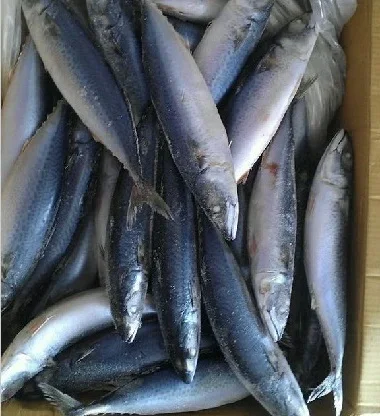 Top Grade Frozen Sardine Fish