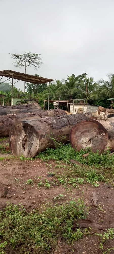 Denya Woods Logs High Quality Denya Wood Hard Teak Round Wooden Log Premium Quality