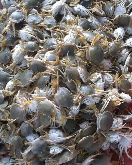 
HIGH QUALITY - FROZEN BABY CRAB 
