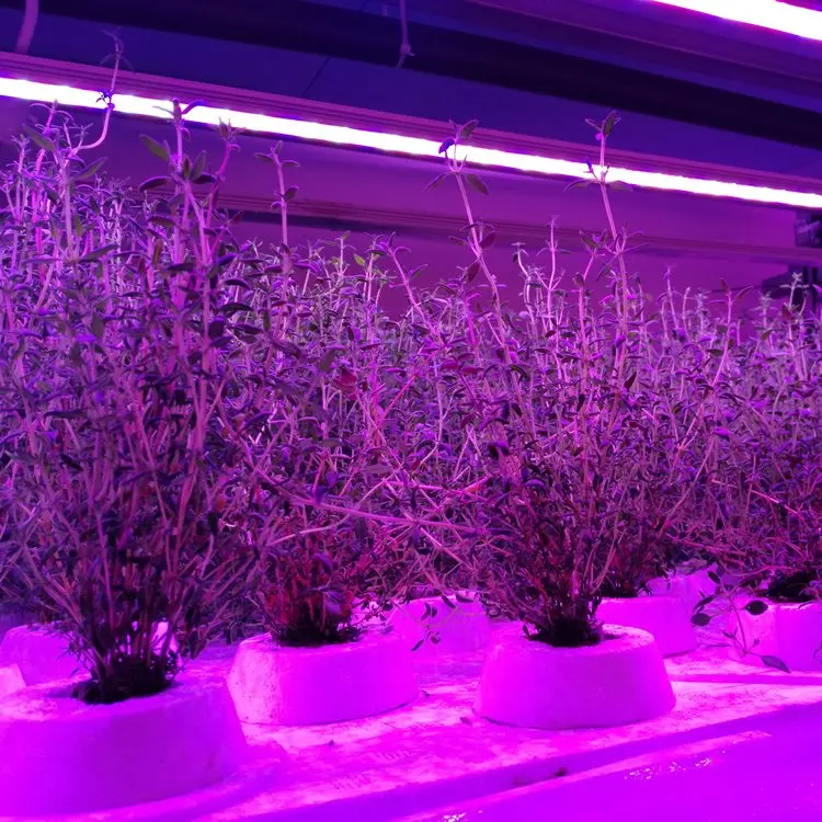 
Vertical Farming and Hydroponics for Commercial Greenhouses and Agriculture Indoor Systems 