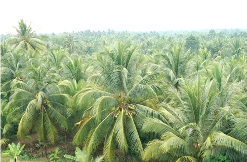 Высококачественный свежий зеленый молодой кокос оптом из Вьетнама