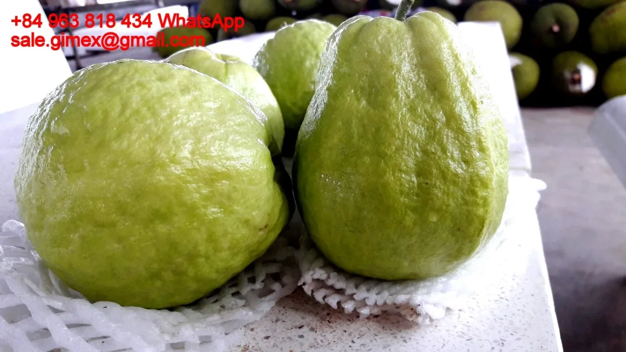 Свежий сладкий гуава + 84963818434 whatsapp