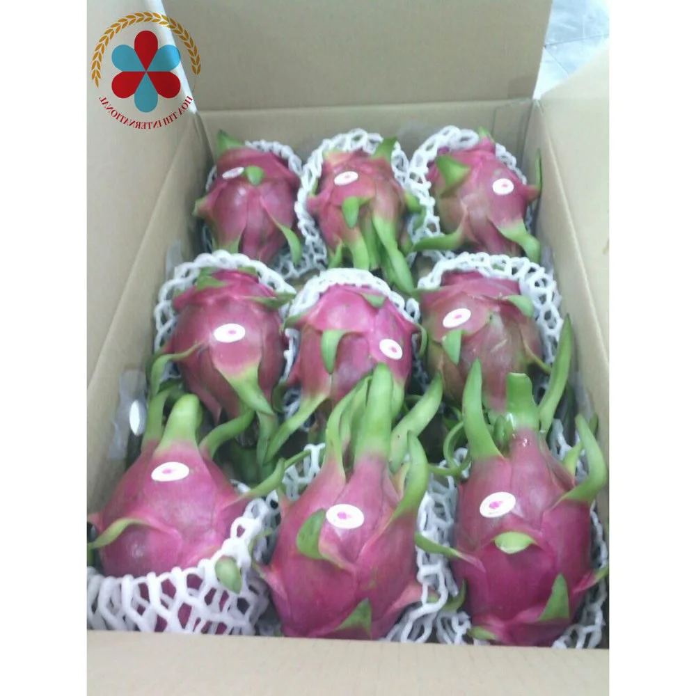 Japan market and European market 300-450gram Size Vietnam Competitive Price High quality Fresh Dragon fruit