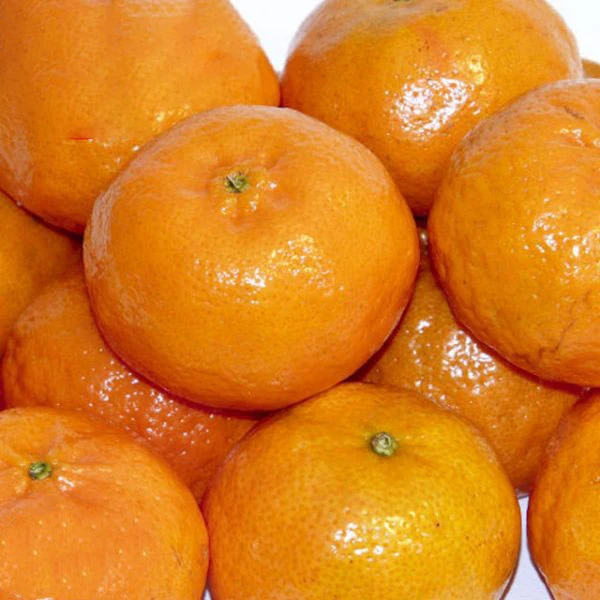FRESH valencia orange Pakistan