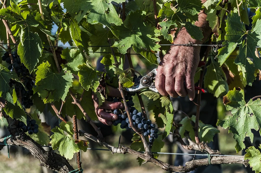 Red wine Supertuscan igt Castello di Barbialla 2017