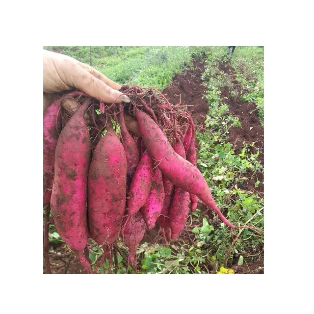 Бесплатный налог-оптовая продажа для японского крахмала сладкого картофеля/муки картофеля по низкой цене Global Gap Вьетнам сладкий свежий картофель