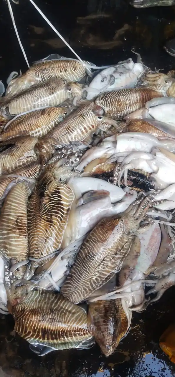 Top quality frozen Cuttlefish whole block frozen from India  frozen whole round cuttlefish