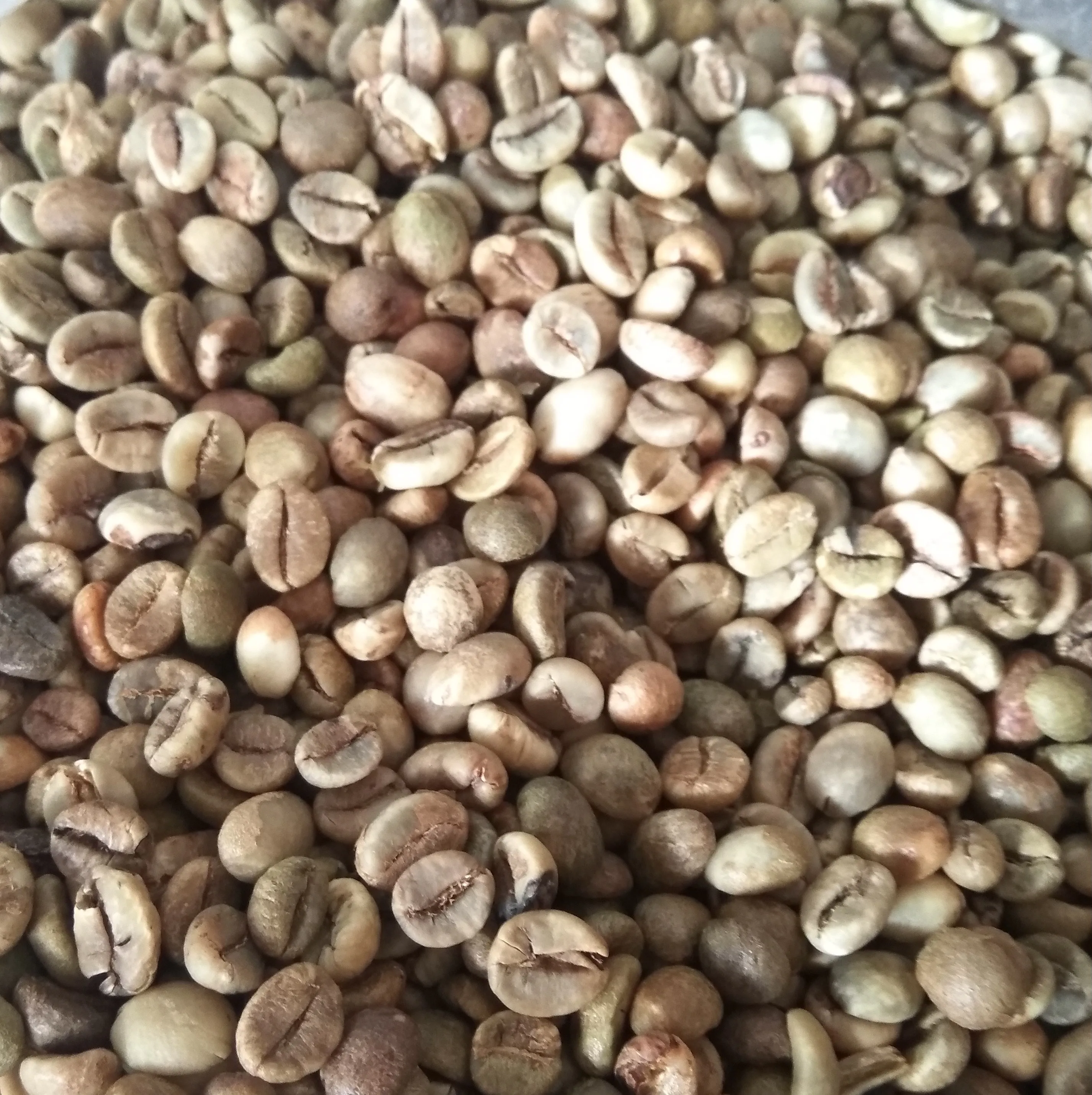 High quality Robusta green coffee beans