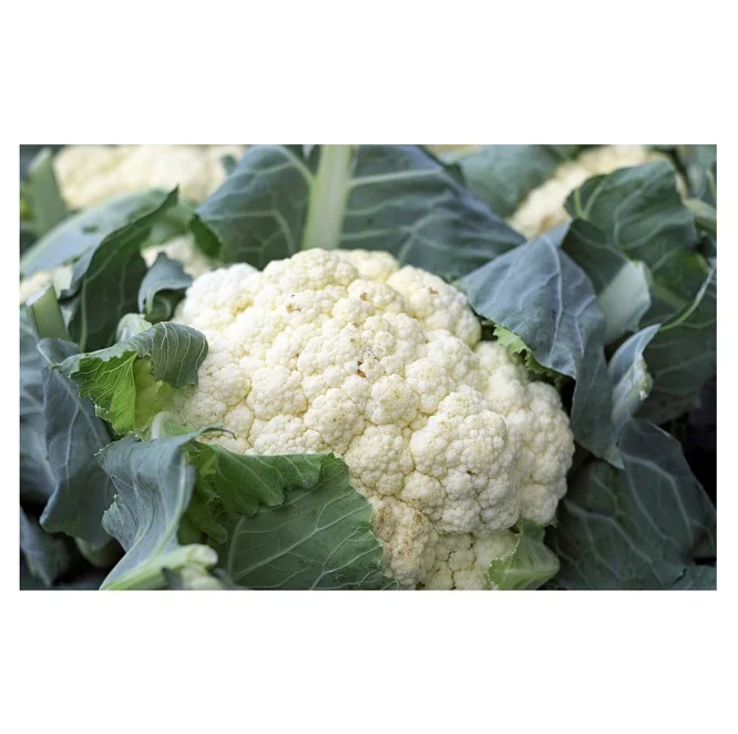 Wholesale Price Fresh Vegetables Cauliflower Available for Sale Bulk Quantity