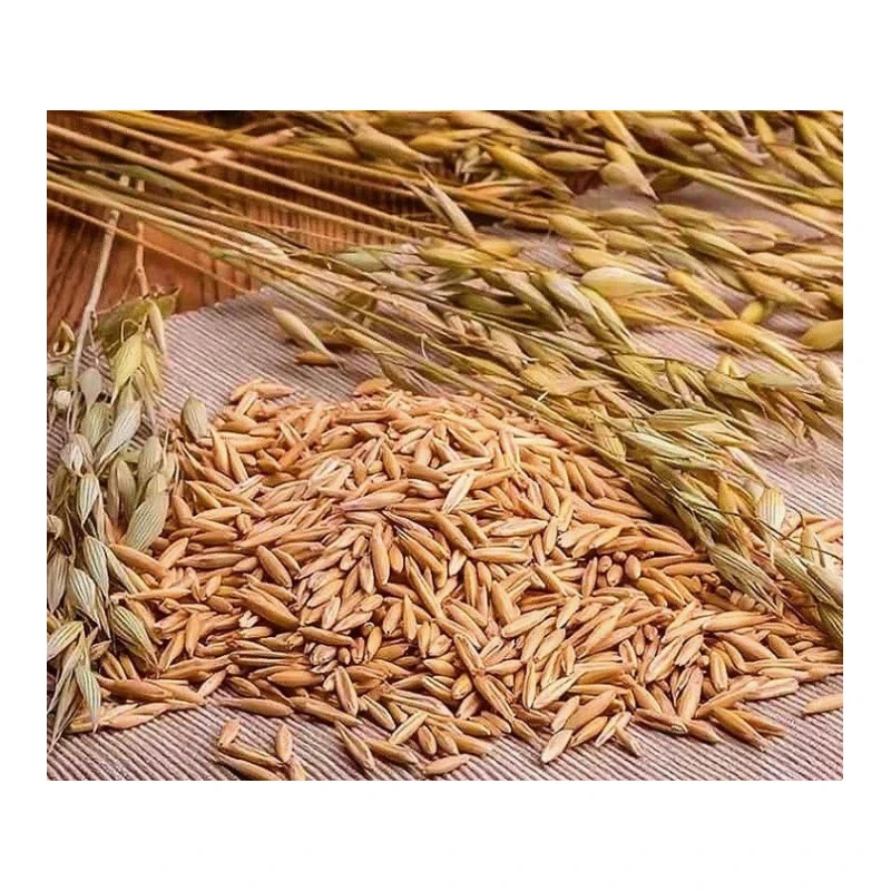 
Great quality natural oats grain wholesale prices 