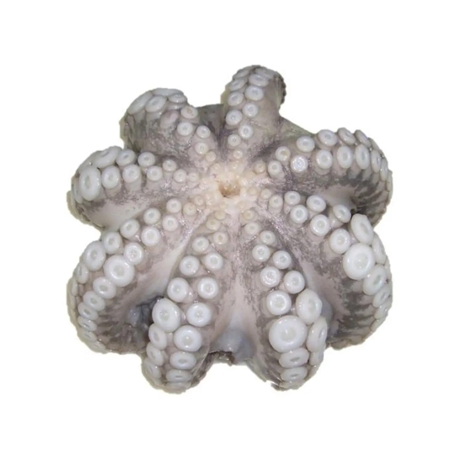 Frozen baby octopus for sale delicious seafood