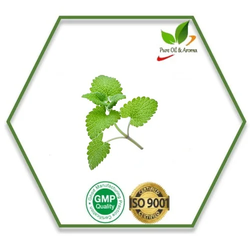 Профессиональный поставщик alibaba 100% чистое эфирное масло catnip