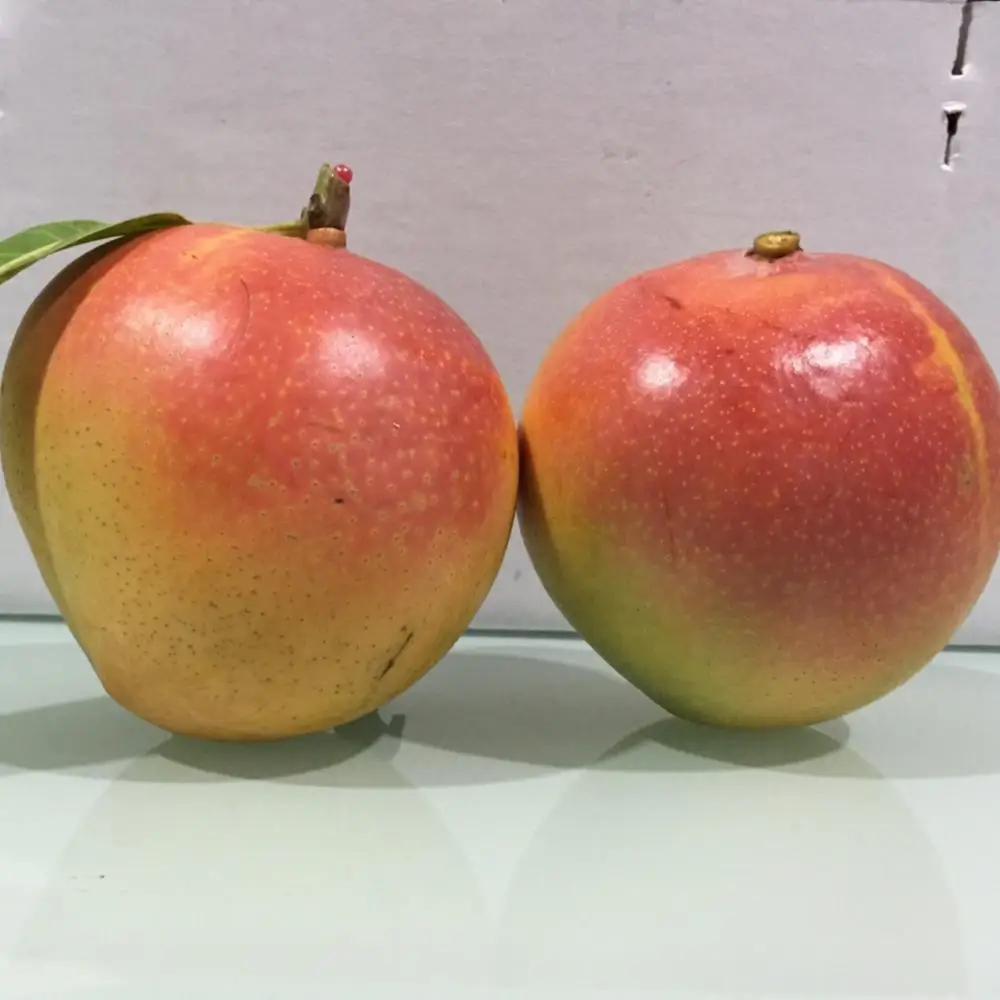 
Fresh Mango Gold R2E2 High Quality Fruit Hot selling 
