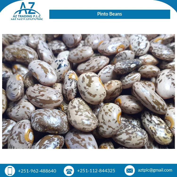 Factory Direct Sale Clean Red Speckled Dried Style Organic Ethiopian Pinto Beans for Wholesale Buyers